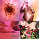 Hervé Gambs Élixir Absolu 50 ML - Image 2